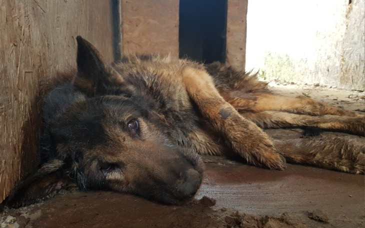 Wpis Znowu uratowali psy przed śmiercią! Na dalsze leczenie pupili zebrali ponad 41 000 zł!! - miniaturka zdjęcia