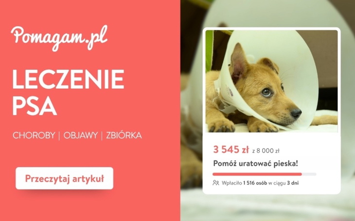 Ile kosztuje leczenie psa bez ubezpieczenia? - popularne choroby, objawy i finansowanie