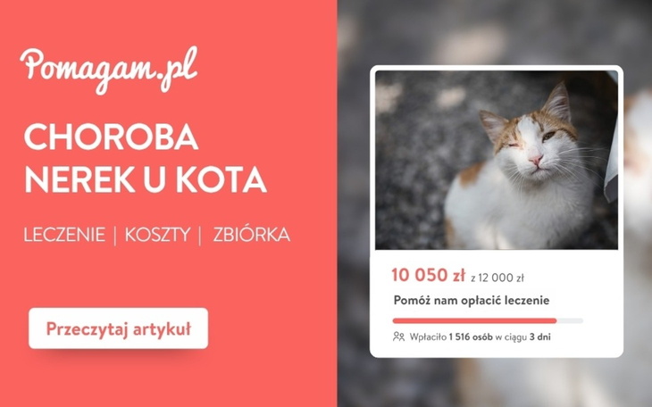 Choroba nerek u kota: ile kosztuje leczenie PNN? Kosztorys 2026