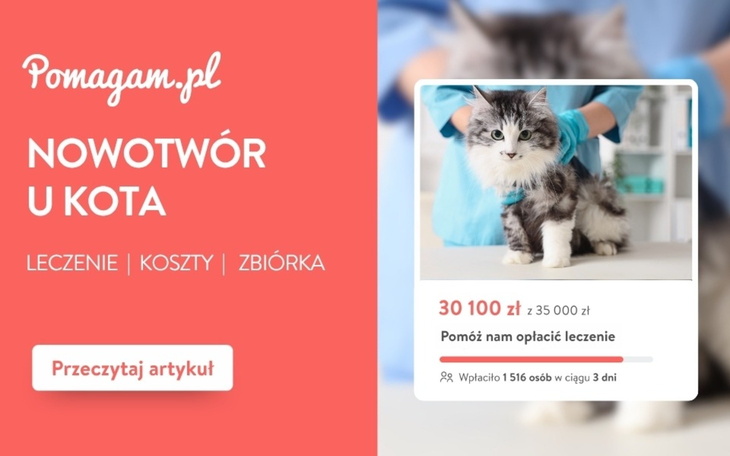 Nowotwór u kota: ile kosztuje diagnoza i leczenie w 2026 roku?