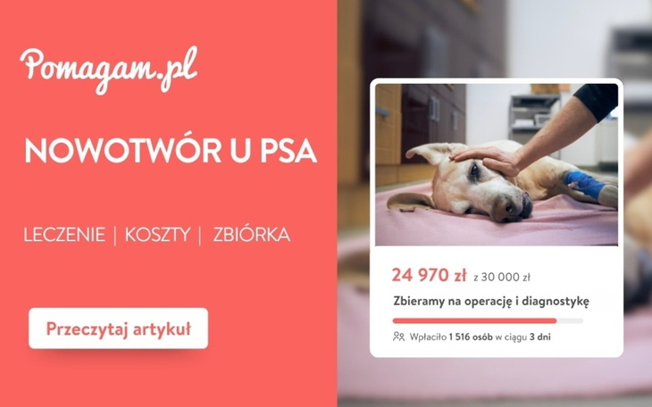 Nowotwór u psa: koszty diagnozy i leczenia - kosztorys 2026
