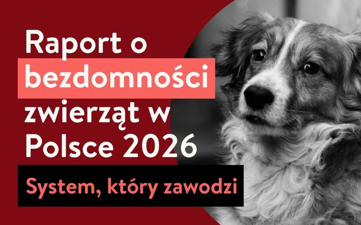 Bez twardych danych trudno o realną zmianę systemu zapobiegania bezdomności. Pobierz pełny „Raport o bezdomności zwierząt w Polsce 2026”