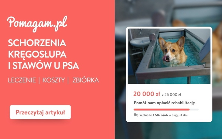 Ortopedia u psa: ile kosztuje leczenie dysplazji, dyskopatii i CCL?