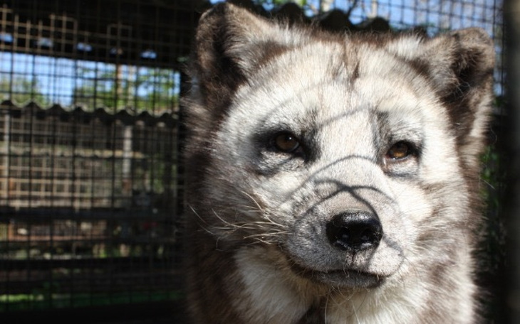 Wpis Ponad 20 000 na produkcję pierwszego w Polsce filmu edukacyjnego o przemyśle futrzarskim! - miniaturka zdjęcia