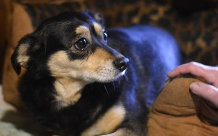 Wpis Ponad 20 000 złotych w 5 dni na prąd i samochód dla Przytuliska w Harbutowicach! - miniaturka zdjęcia