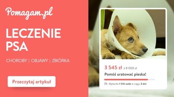 Ile kosztuje leczenie psa bez ubezpieczenia? - popularne choroby, objawy i finansowanie