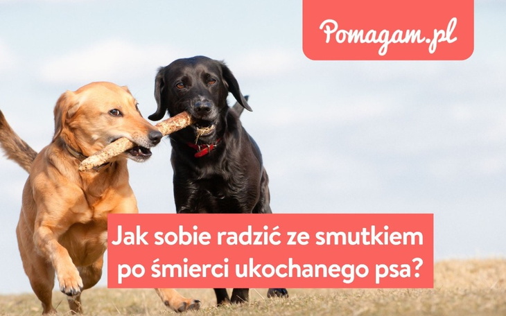 Wpis Śmierć psa – jak poradzić sobie ze smutkiem po stracie? - miniaturka zdjęcia
