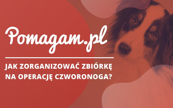 Jak zorganizować zbiórkę na leczenie psa?
