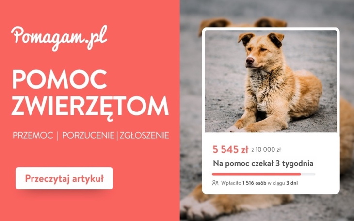 Wpis Gdzie możesz zgłosić: porzucenie, zaniedbane zwierzę, złe traktowanie? - miniaturka zdjęcia