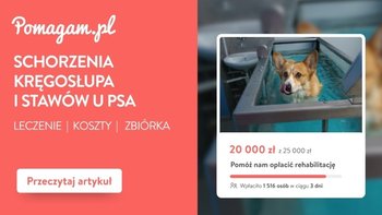Ortopedia u psa: ile kosztuje leczenie dysplazji, dyskopatii i CCL?