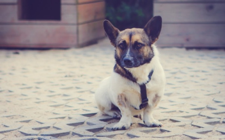 Wpis Jak oni to zrobili?! Ponad 48 000 zł na pomoc schronisku w Korabiewicach! - miniaturka zdjęcia