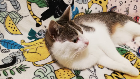 Zdjęcie aktualizacji 102 831