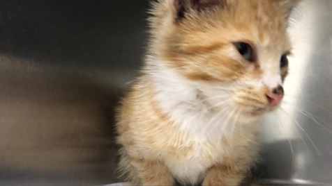 Zdjęcie aktualizacji 103 482