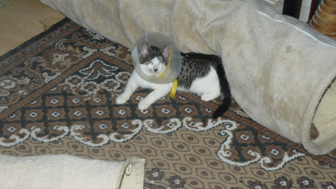 Zdjęcie aktualizacji 109 586