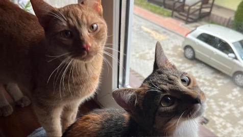 Zdjęcie aktualizacji 110 806