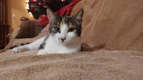 Zdjęcie aktualizacji 111 450