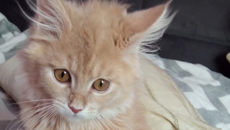 Zdjęcie aktualizacji 113 385