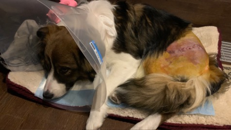 Zdjęcie aktualizacji 113 911