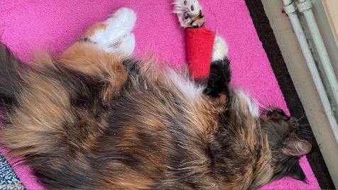 Zdjęcie aktualizacji 115 881