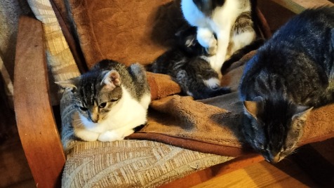 Zdjęcie aktualizacji 132 275