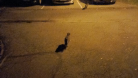 Zdjęcie aktualizacji 132 381