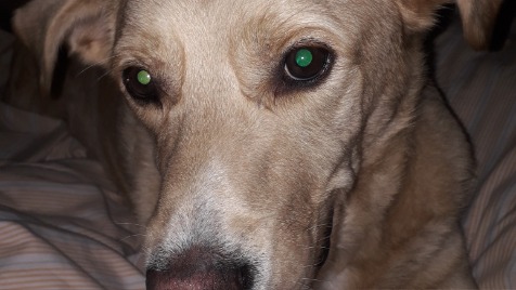 Zdjęcie aktualizacji 132 442