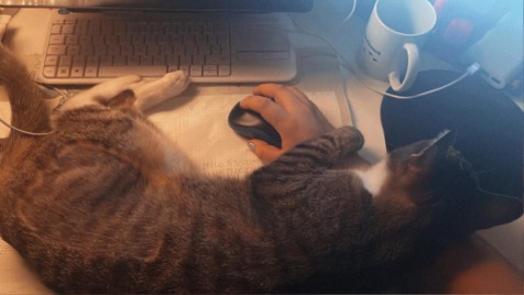 Zdjęcie aktualizacji 133 462