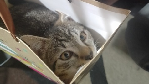 Zdjęcie aktualizacji 133 906