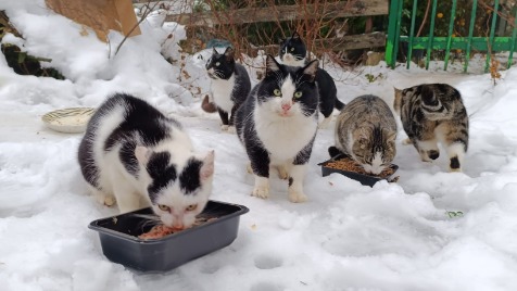 Zdjęcie aktualizacji 133 959