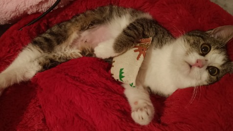 Zdjęcie aktualizacji 134 780