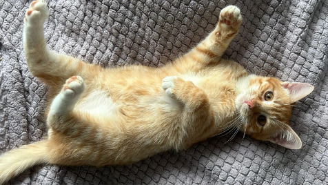 Zdjęcie aktualizacji 136 018