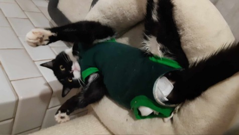 Zdjęcie aktualizacji 136 464