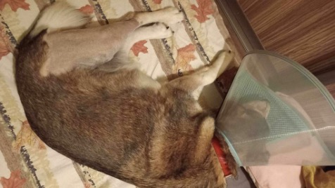 Zdjęcie aktualizacji 137 964