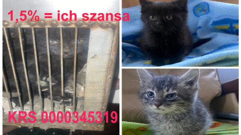 Zdjęcie aktualizacji 138 376