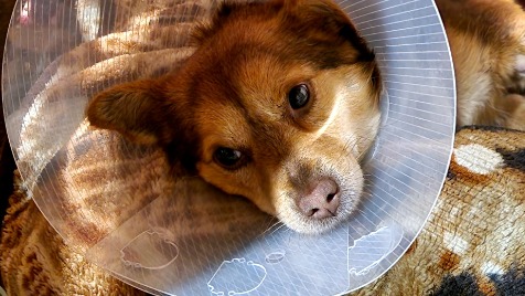 Zdjęcie aktualizacji 138 483