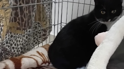 Zdjęcie aktualizacji 141 036