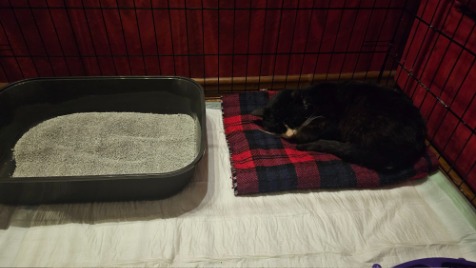 Zdjęcie aktualizacji 155 773