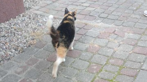 Zdjęcie aktualizacji 157 822