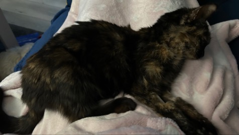 Zdjęcie aktualizacji 159 336