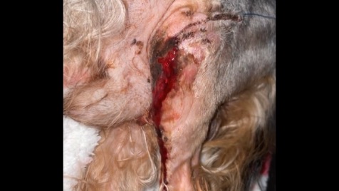 Zdjęcie aktualizacji 160 096