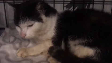 Zdjęcie aktualizacji 161 725