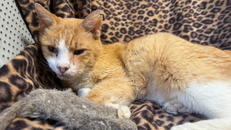 Zdjęcie aktualizacji 174 287