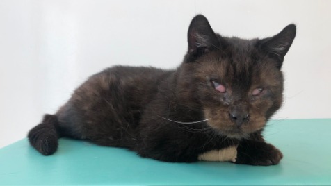 Zdjęcie aktualizacji 175 342