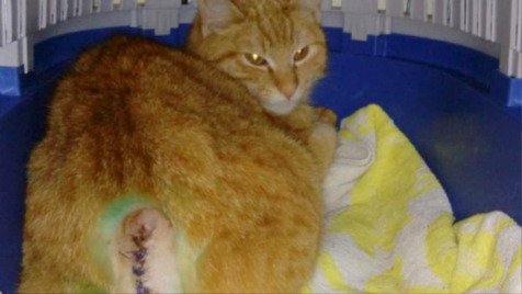 Zdjęcie aktualizacji 175 520