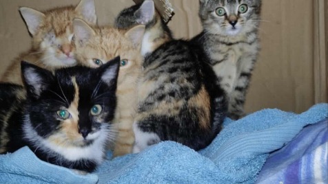 Zdjęcie aktualizacji 175 527