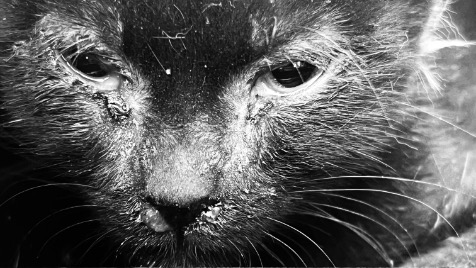 Zdjęcie aktualizacji 175 594