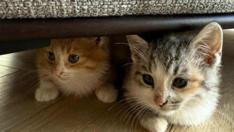 Zdjęcie aktualizacji 175 735