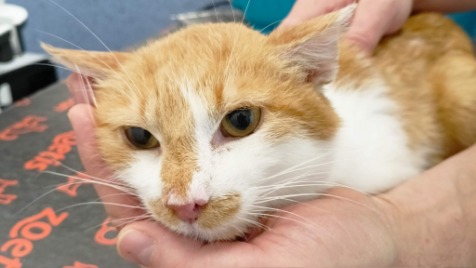 Zdjęcie aktualizacji 175 804