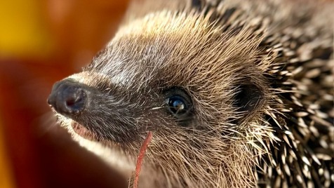 Zdjęcie aktualizacji 176 100