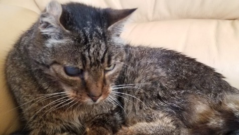 Zdjęcie aktualizacji 176 402